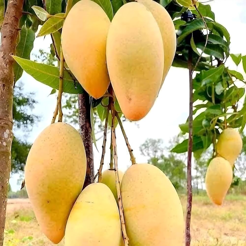 Catimon Mango Grafted Plant- Katimon Mango-All season mango- Thai Mango