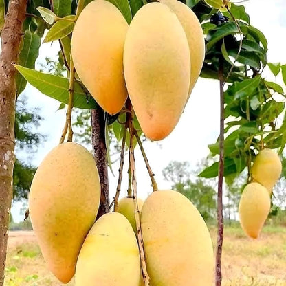 Catimon Mango Grafted Plant- Katimon Mango-All season mango- Thai Mango