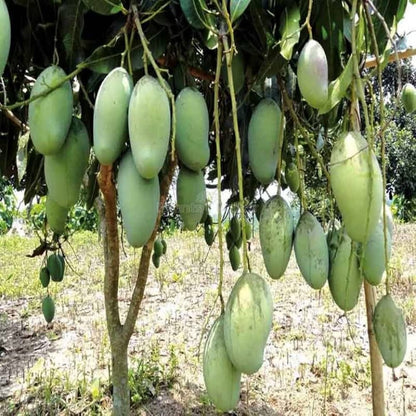 Catimon Mango Grafted Plant- Katimon Mango-All season mango- Thai Mango