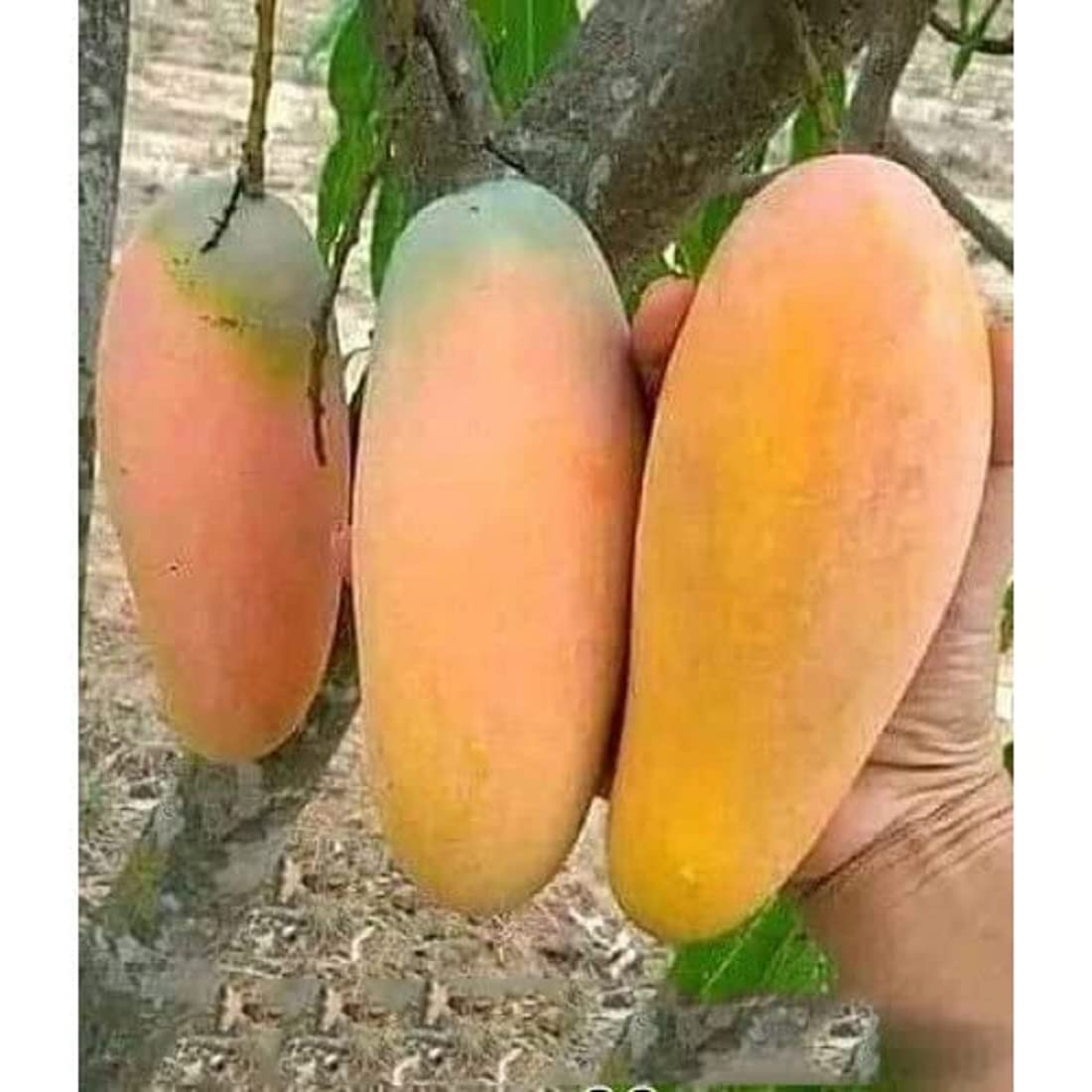 Catimon Mango Grafted Plant- Katimon Mango-All season mango- Thai Mango