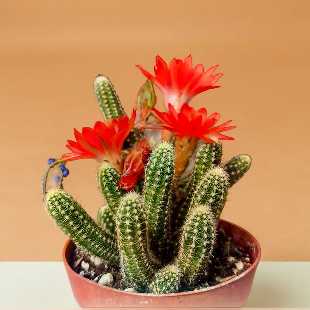 Cactus Peanut