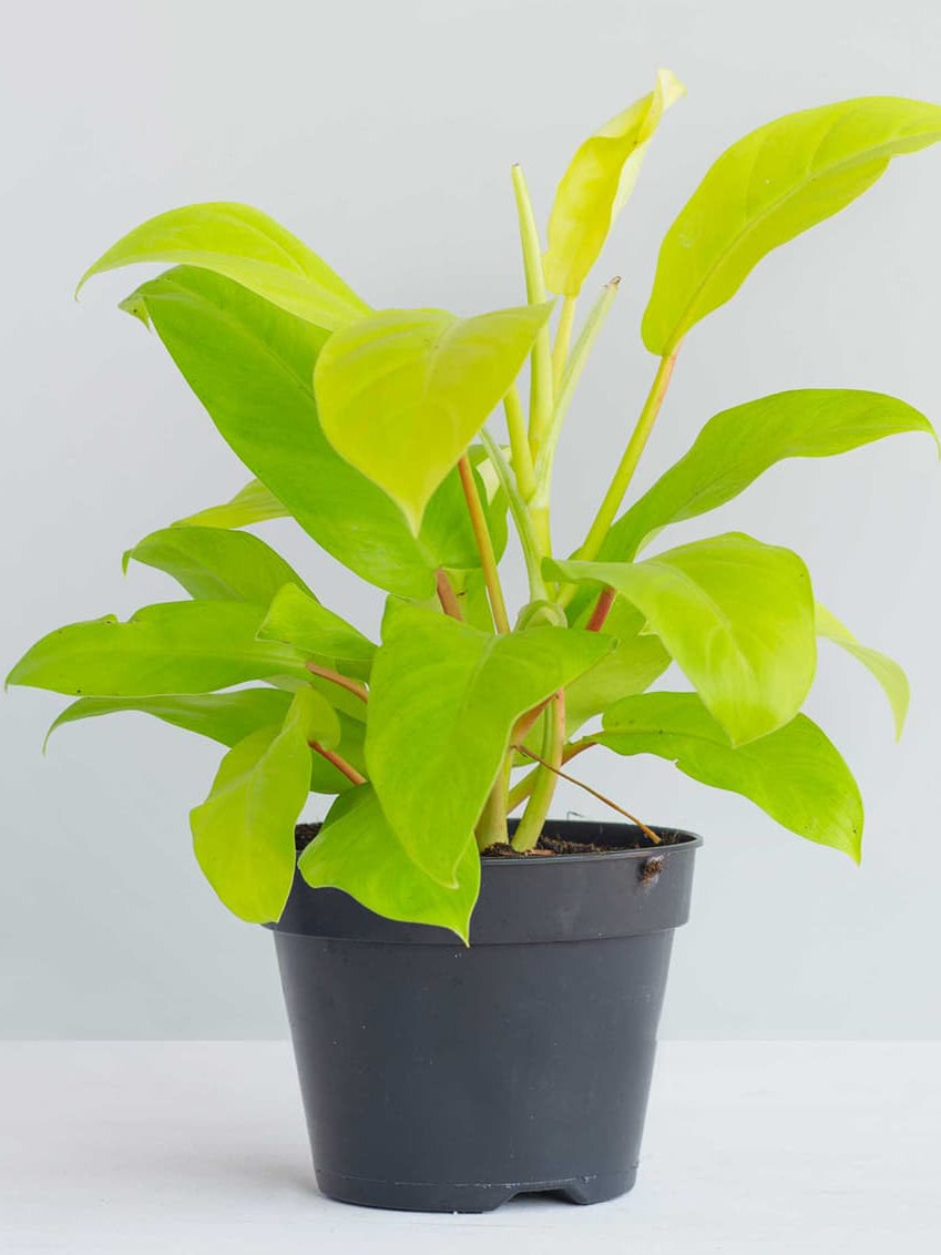 Philodendron Ceylon Gold  Indoor /Semi indoor plant