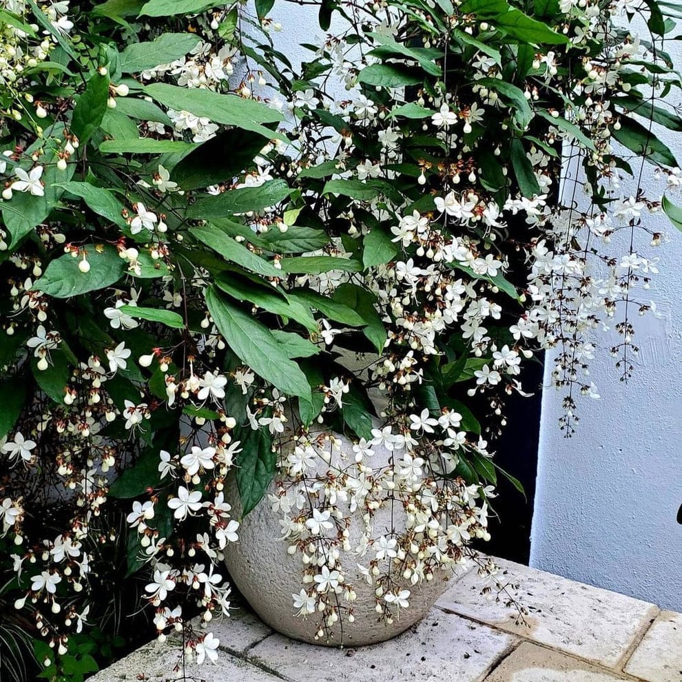 Chains of Glory- Snow shower- Manikkonna- Vellakonna-Clerodendrum