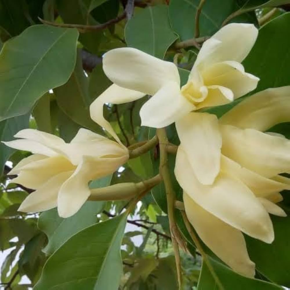 Chembakam- Magnolia champaca- Champak White