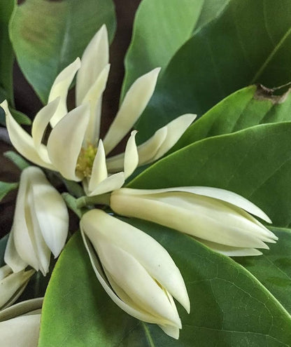Chembakam- Magnolia champaca- Champak White