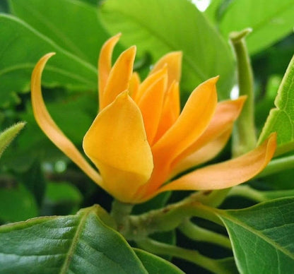 Chembakam- Magnolia champaca- Champak Yellow