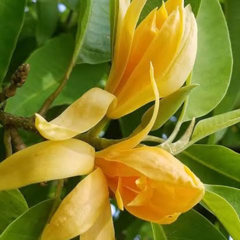 Chembakam- Magnolia champaca- Champak Yellow
