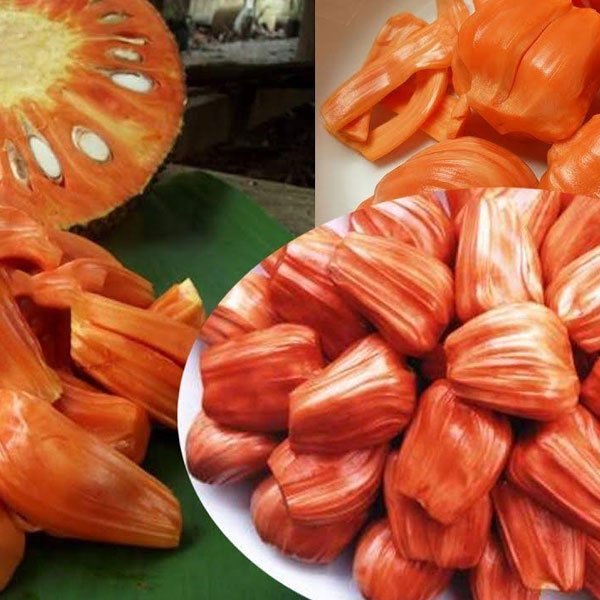 Chembarathi Varikka Jack Fruit Plant – Wayanadan Touch Garden