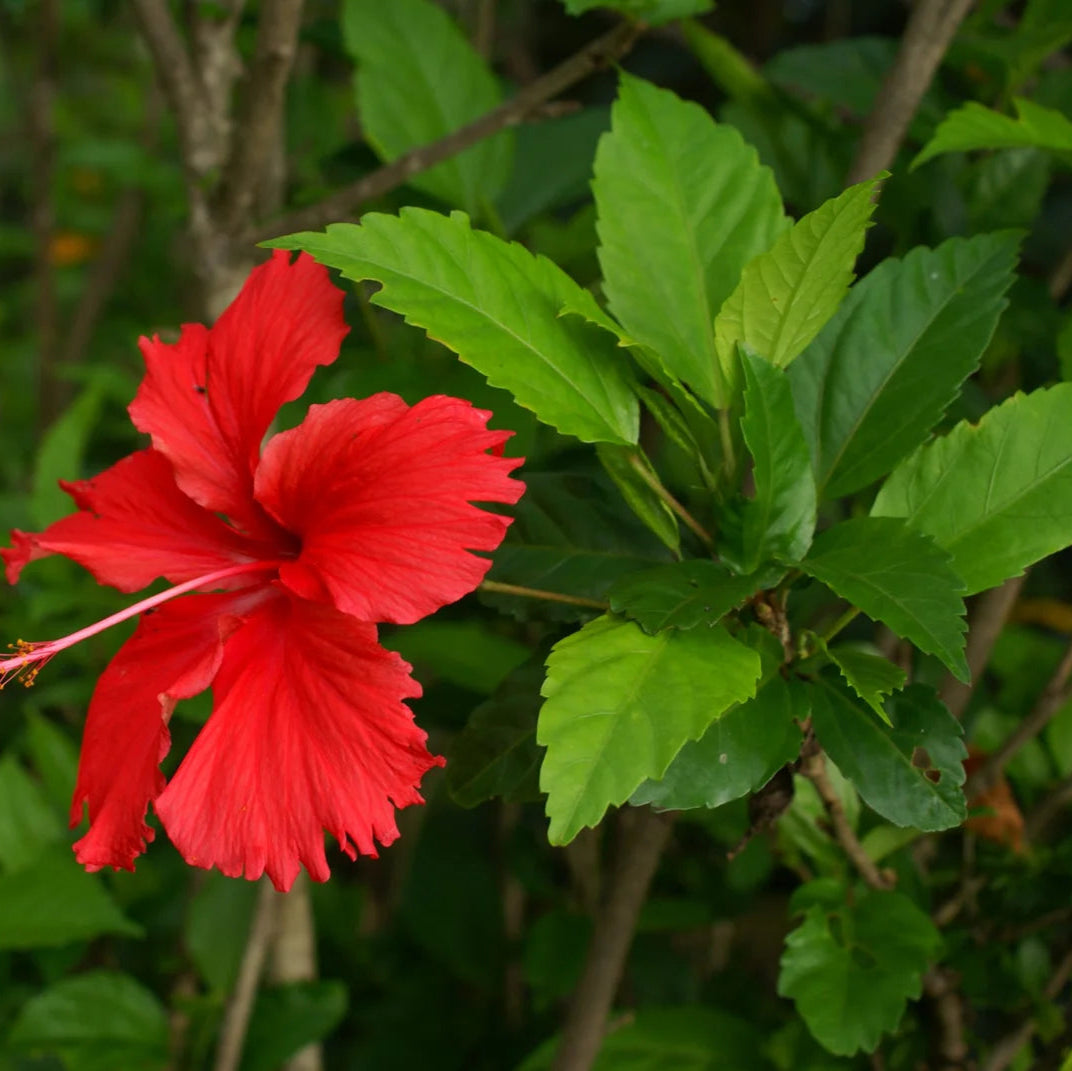 Thaali Chembarathi / Nadan Chembarathi / Red Hibiscus