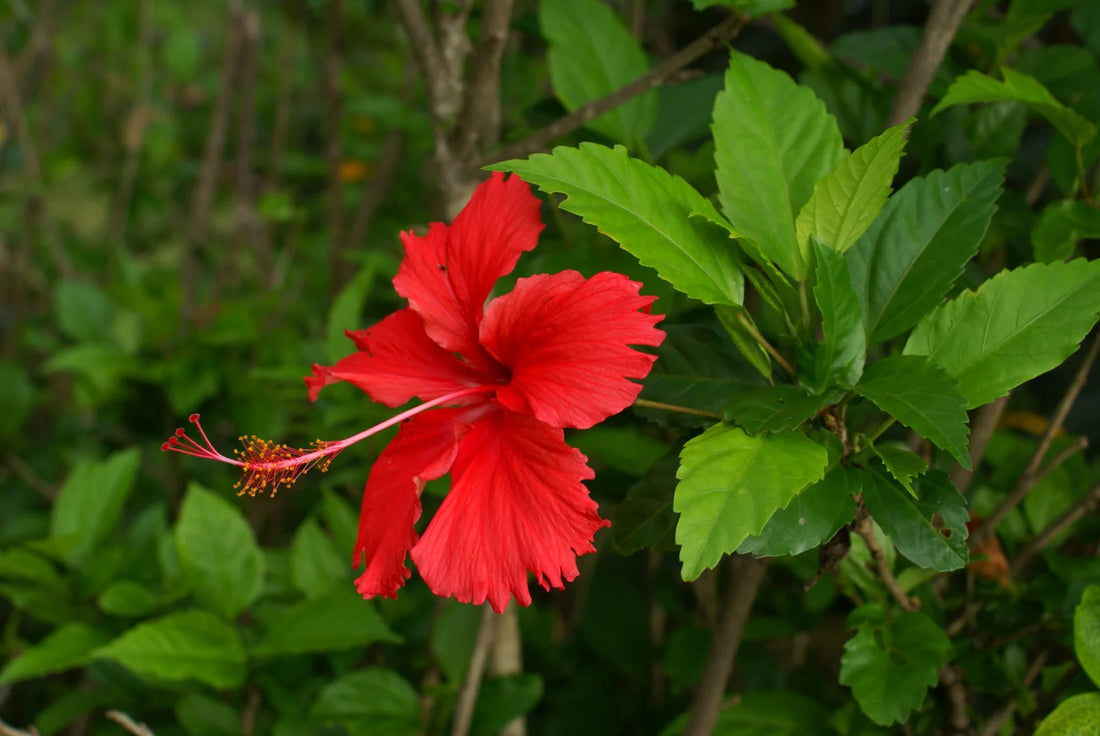 Hibiscus Nadan Red- Chembarathi Nadan Red