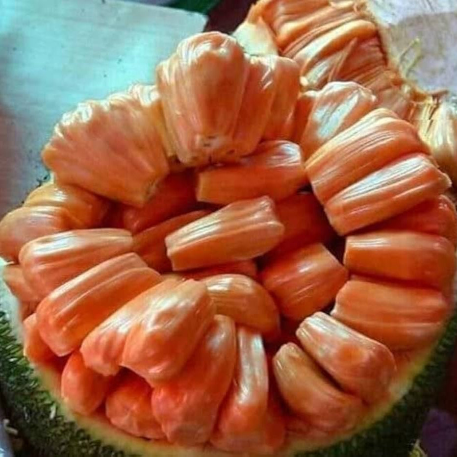 Chembarathi Varikka Jack Fruit Plant – Wayanadan Touch Garden