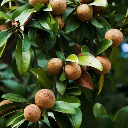 Sapota( Chikoo) Grafted plant