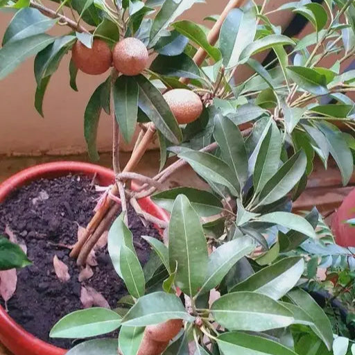 sapota plant in pot Sapota( Chikoo) Grafted plant