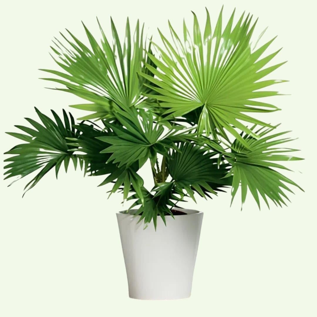 Chinese Fan Palm