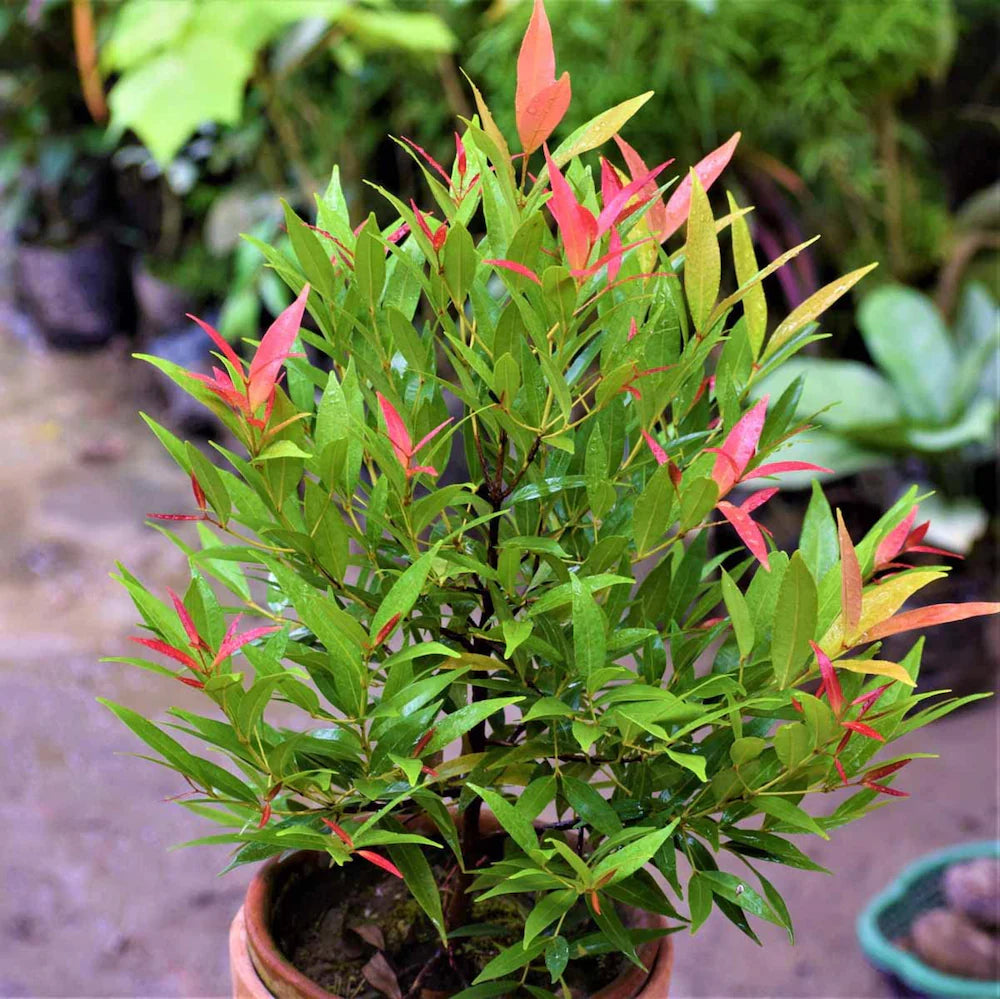Eugenia Evergreen shrub