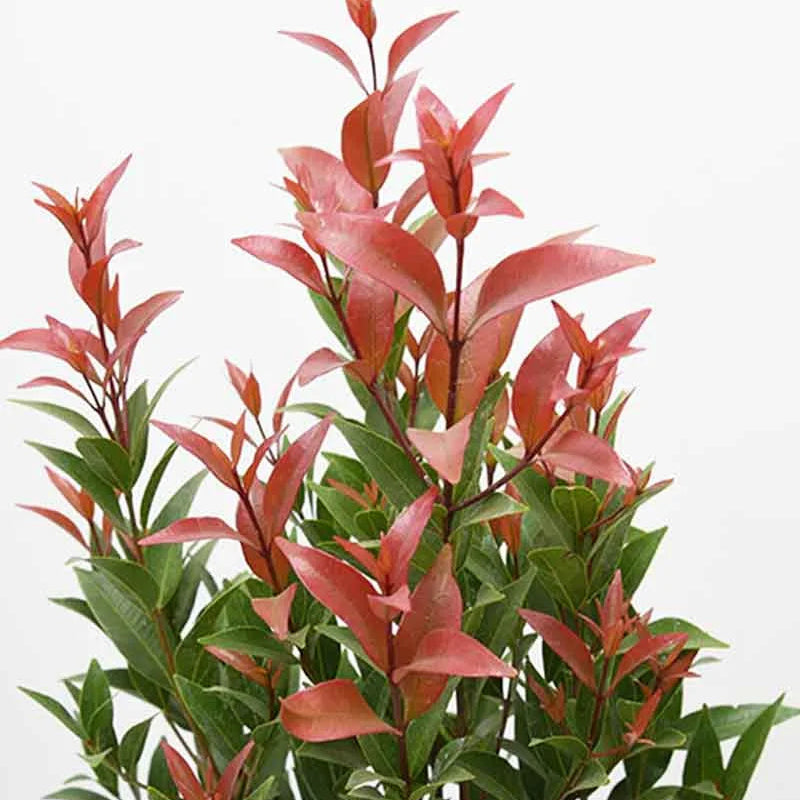 Eugenia Evergreen shrub