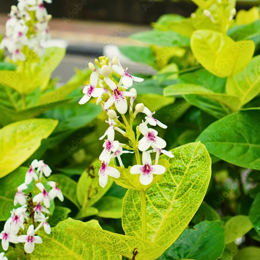 Eranthemum White, Chukka malli flowering plant