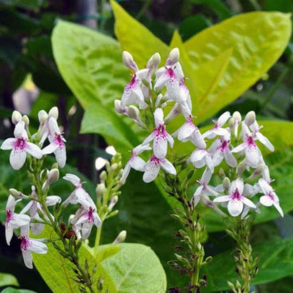 Eranthemum White, Chukka malli flowering plant