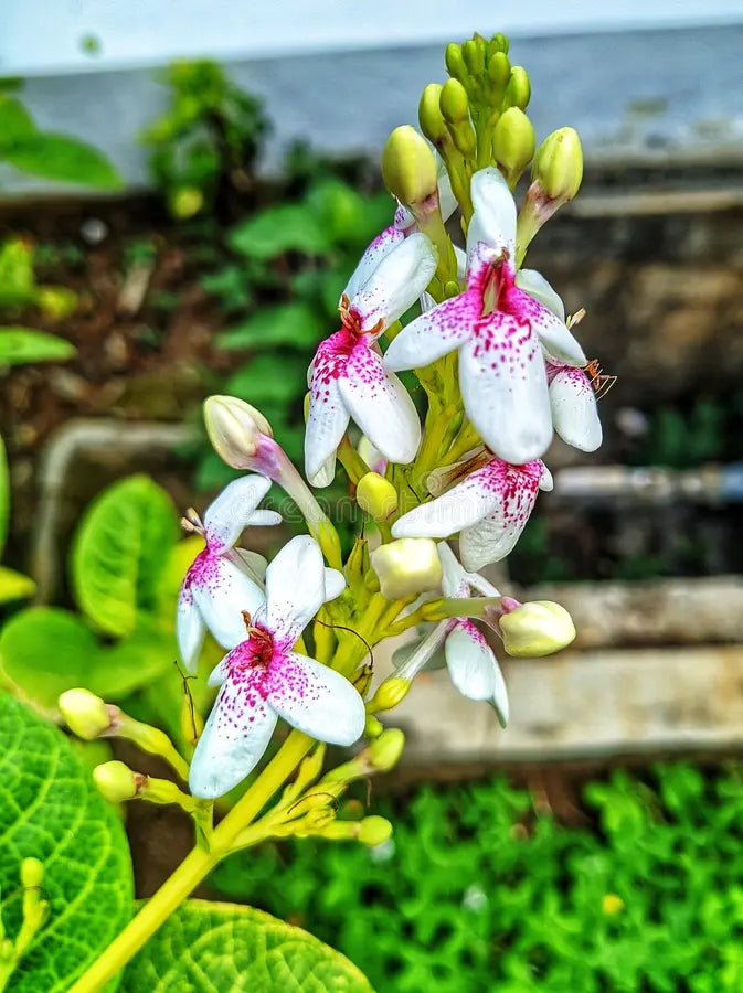 Eranthemum White, Chukka malli flowering plant