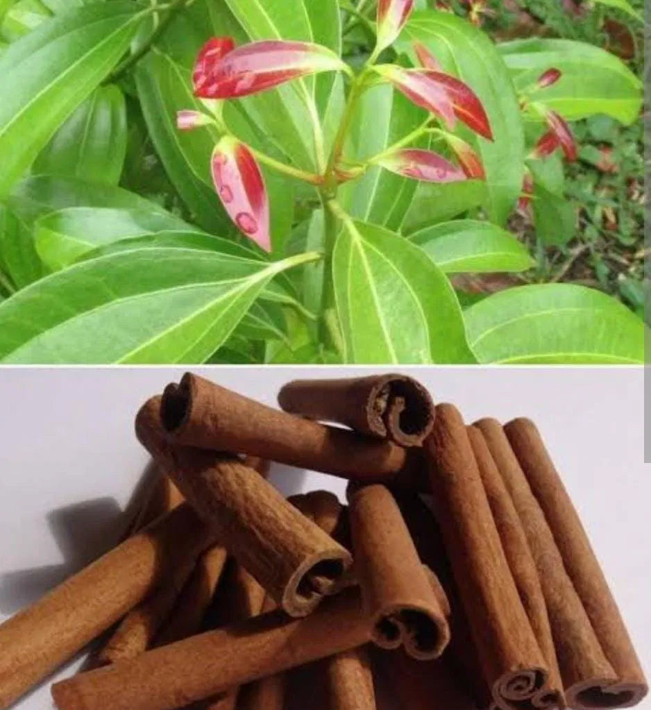 Cinnamon Plant(Karuvappatta)