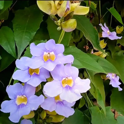 Bengal Clock Vine / Thunbergia grandiflora/ Blue Clockvine Creeper plant