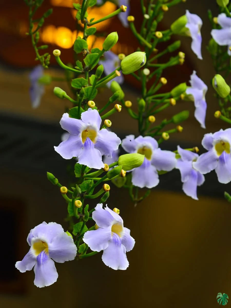 Bengal Clock Vine / Thunbergia grandiflora/ Blue Clockvine Creeper plant