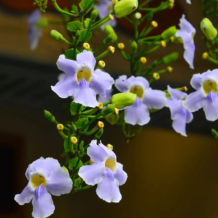 Clock Vine Blue