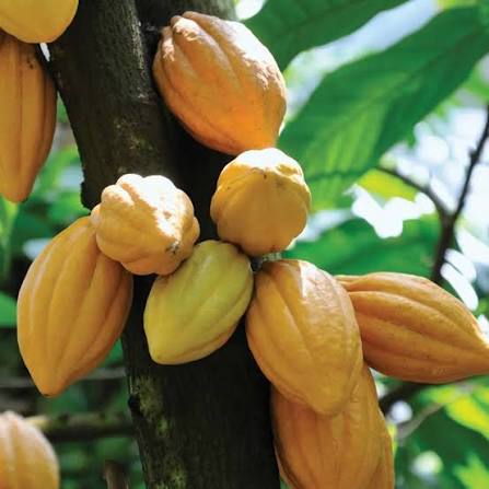 Cocoa Fruit plant- Chocolate making fruit plant Cocoa-Theobroma cacao- Cocoa Live plant