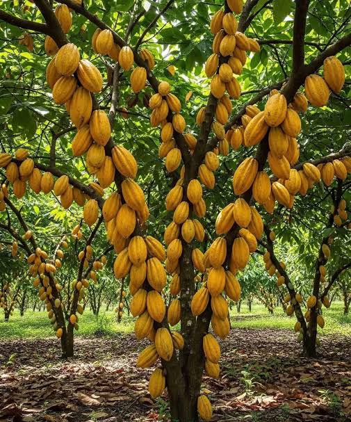 Cocoa Fruit plant- Chocolate making fruit plant Cocoa-Theobroma cacao- Cocoa Live plant