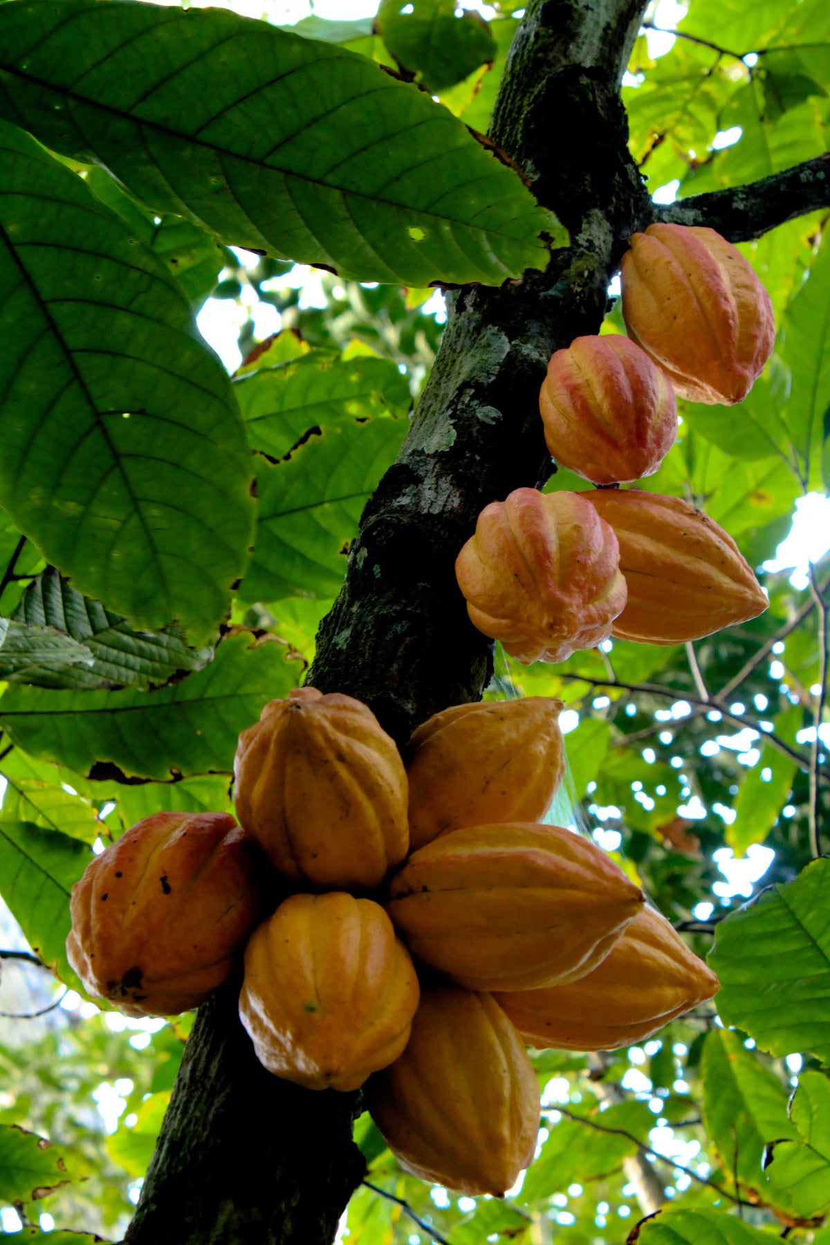 Cocoa Fruit plant- Chocolate making fruit plant Cocoa-Theobroma cacao- Cocoa Live plant
