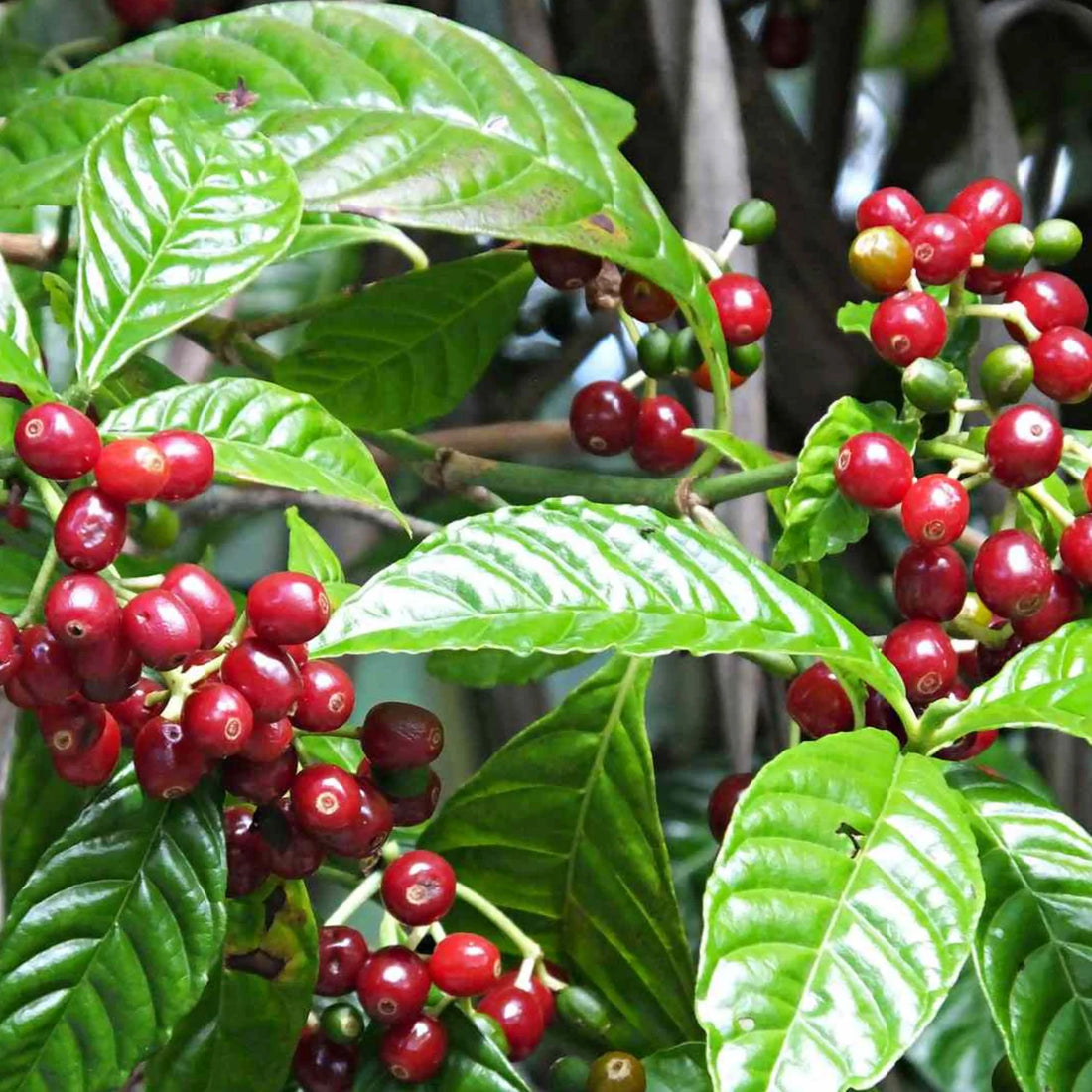 Coffee Plant