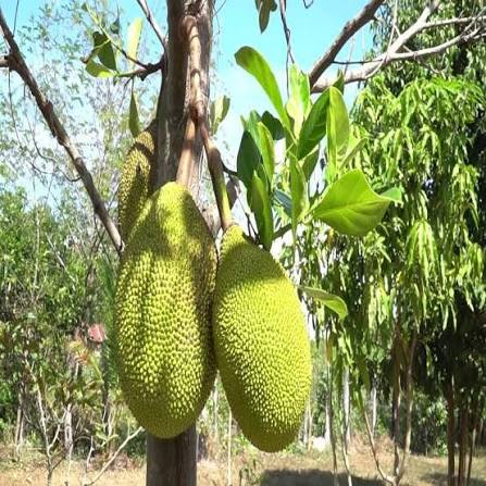 Combodian Jack Grafted Plant- Kambodian Jackfruit Plant