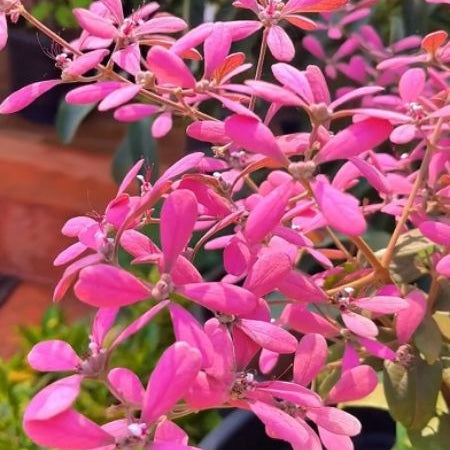 Petrea(Sand paper Vine)