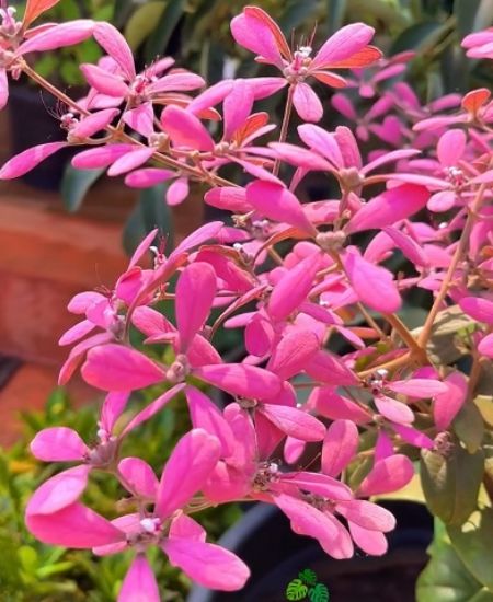 Congea(Pink petrea) Flowering creeper plant