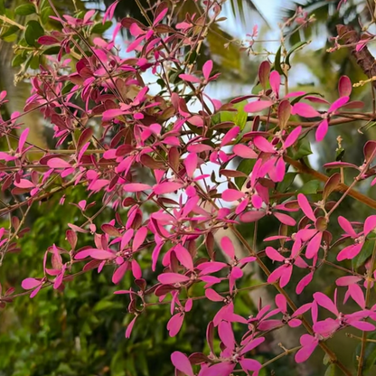 Congea(Pink petrea) Flowering creeper plant