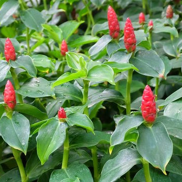 Costus Red