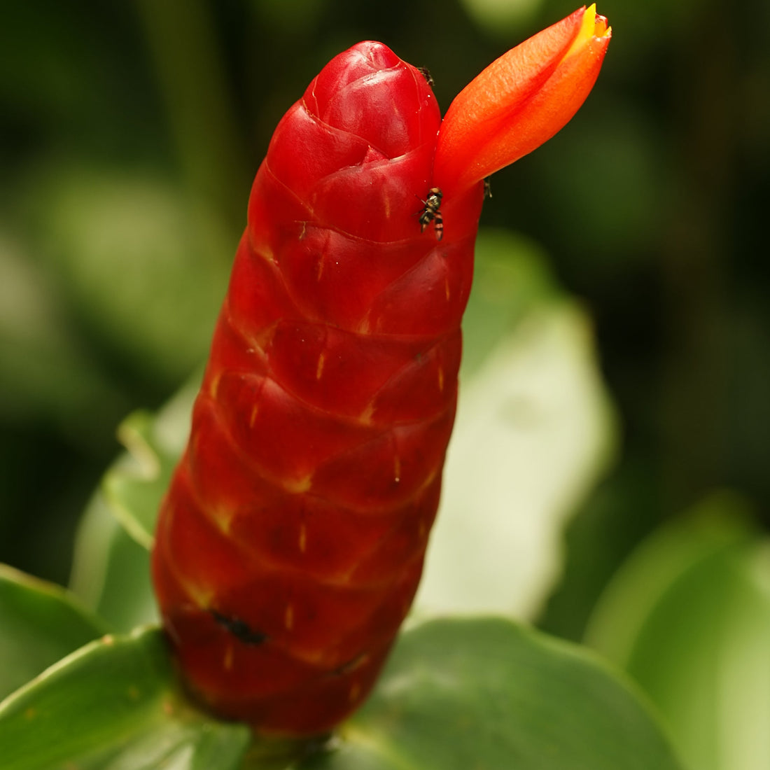 Costus Red