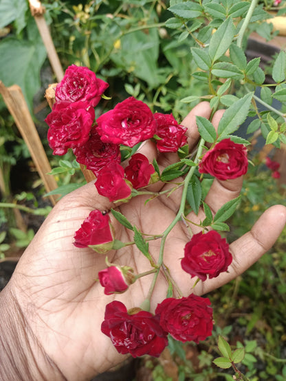 Creeping Rose(Climbing Rose) Red
