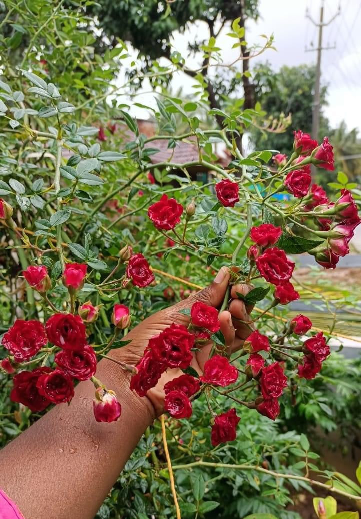 Creeping Rose(Climbing Rose) Red