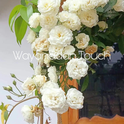 Creeping Rose(Climbing Rose) White