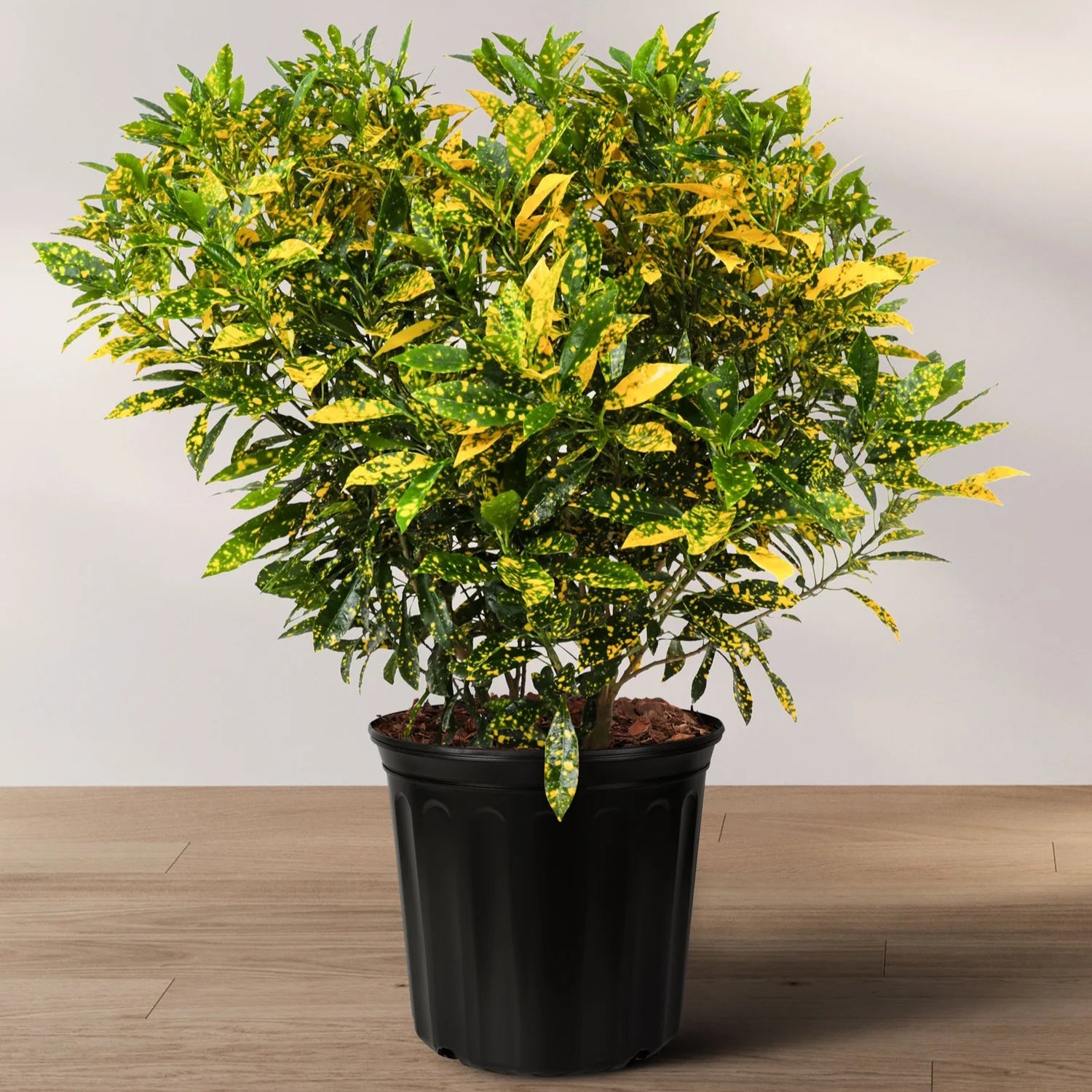 Croton Varieties