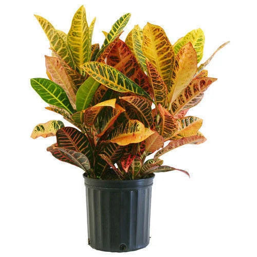 Croton Varieties