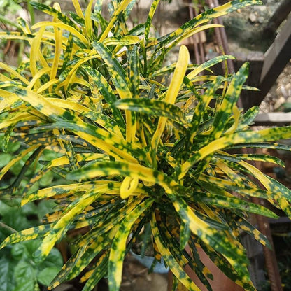Croton Zanzibar