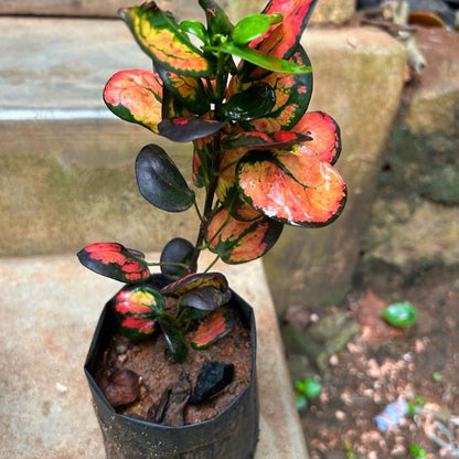 Croton Exotic red Apple- Round leaf croton