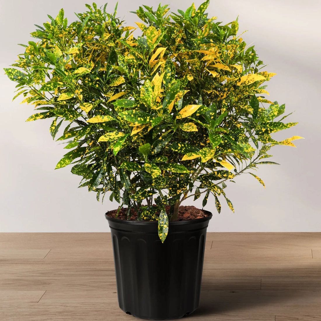 Croton Golden Dust