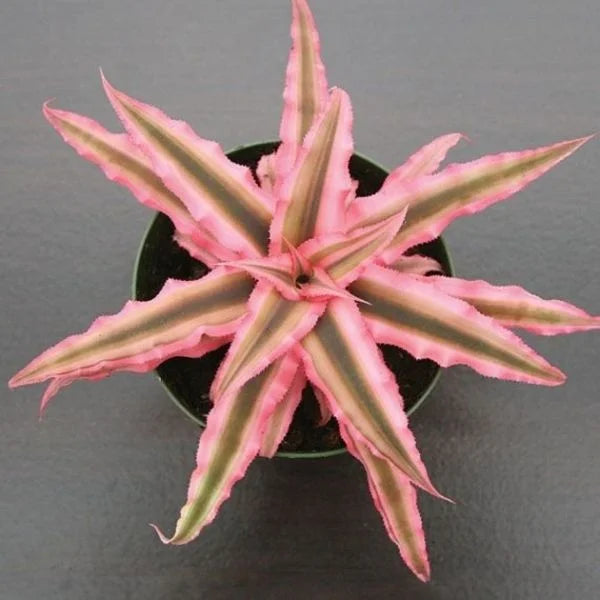 Cryptanthus - Earth star plant