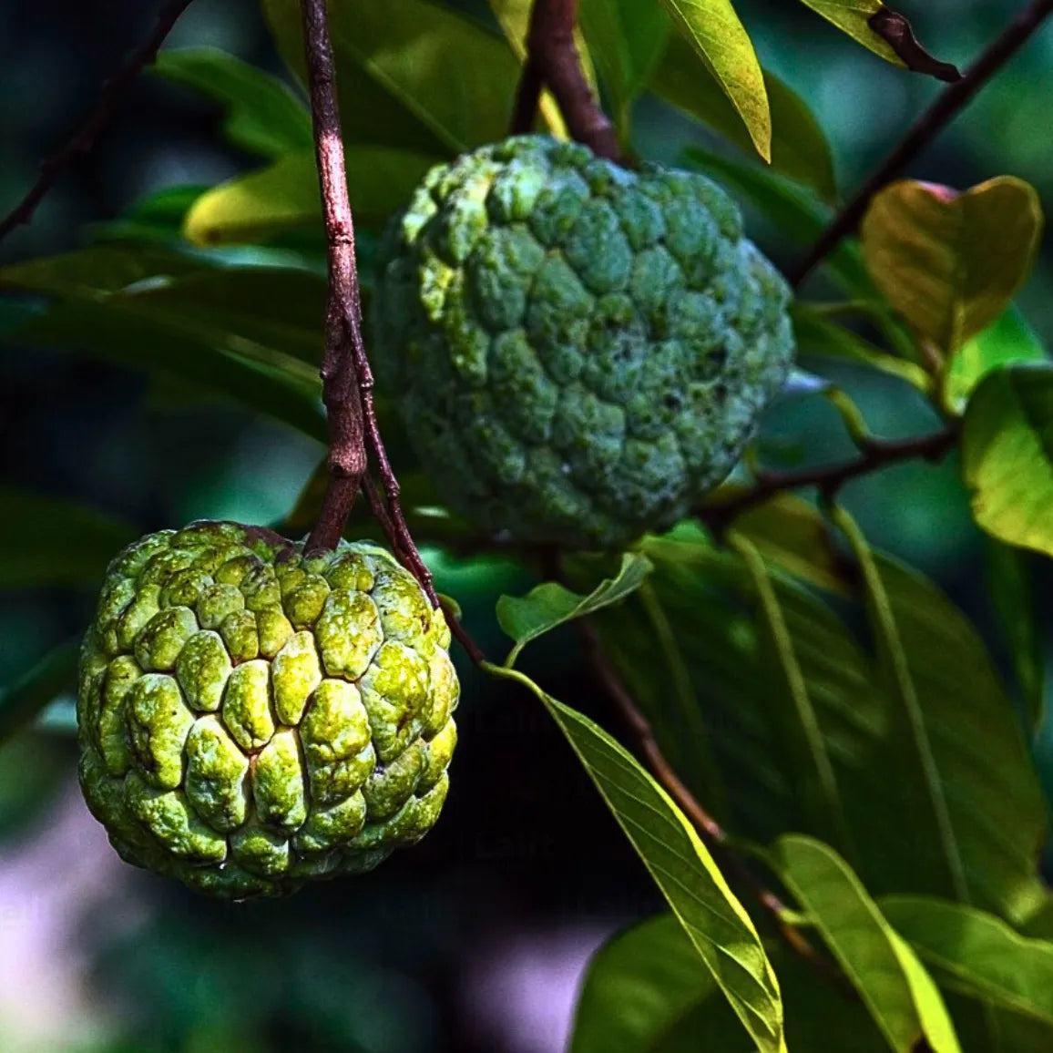 Custard Apple Fruit Plant Grafted