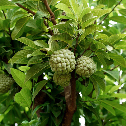 Custard Apple Fruit Plant Grafted