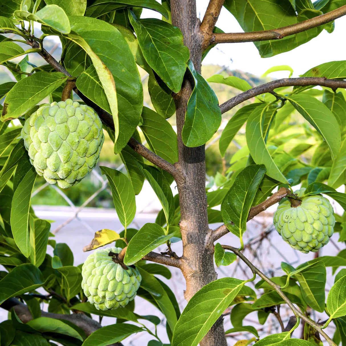 Custard Apple Fruit Plant Grafted