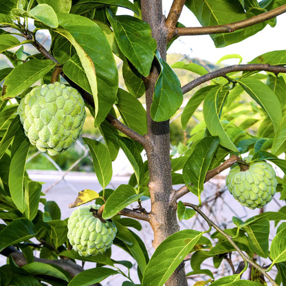 Custard Apple Fruit Plant Grafted